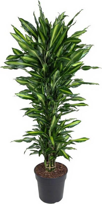 Pflanzen-für-dich.de Drachenbaum Dracaena Cintho verzweigt 34 cm Topf 190 cm Höhe