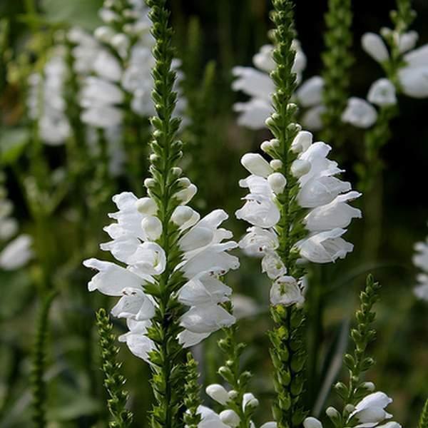 Arborix, grüner und billiger 6 x Gelenkblume Summer Snow - Physostegia virginiana 'Summer Snow' - Topf 9cm x 9cm