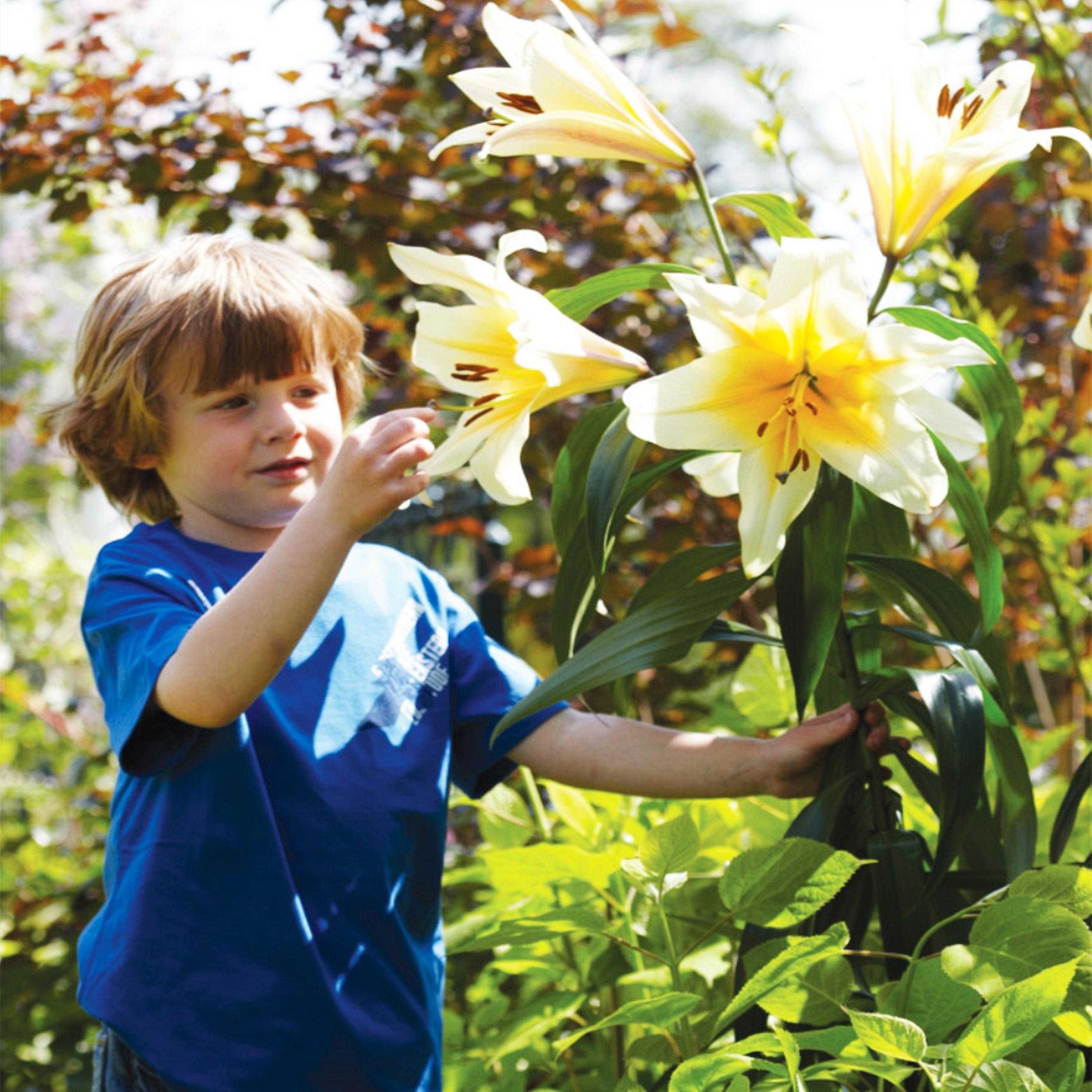 Benex Lilien Blumenzwiebeln Zwiebeln Blumen Baumlilie High Tea 1 St.