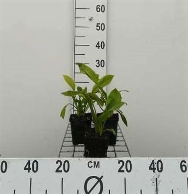 GRDplanten 6 x Lysichiton camtschatcensis - Weiße Scheinkalla - Topf 9 x 9 cm