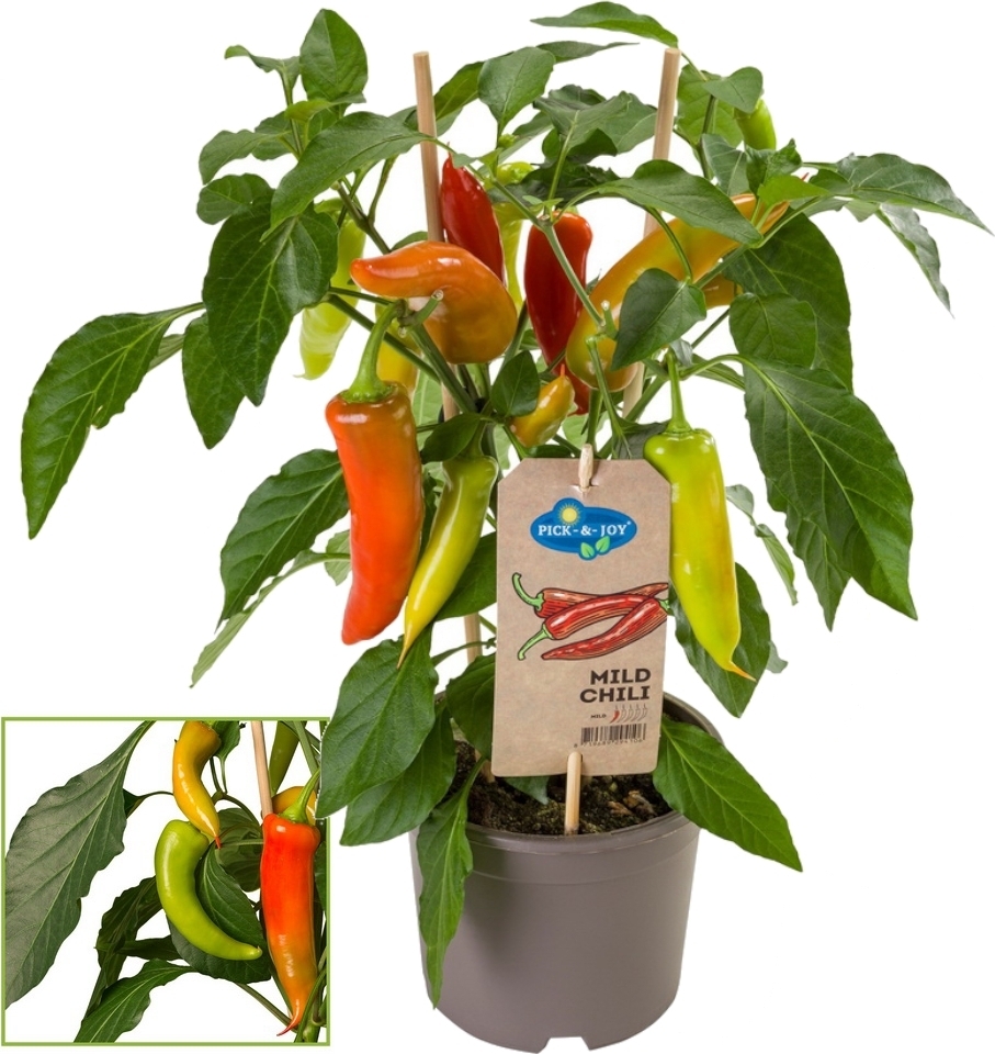 37+ Peperoni Mild Pflanze, Damit bei uns peperoni so knackig und