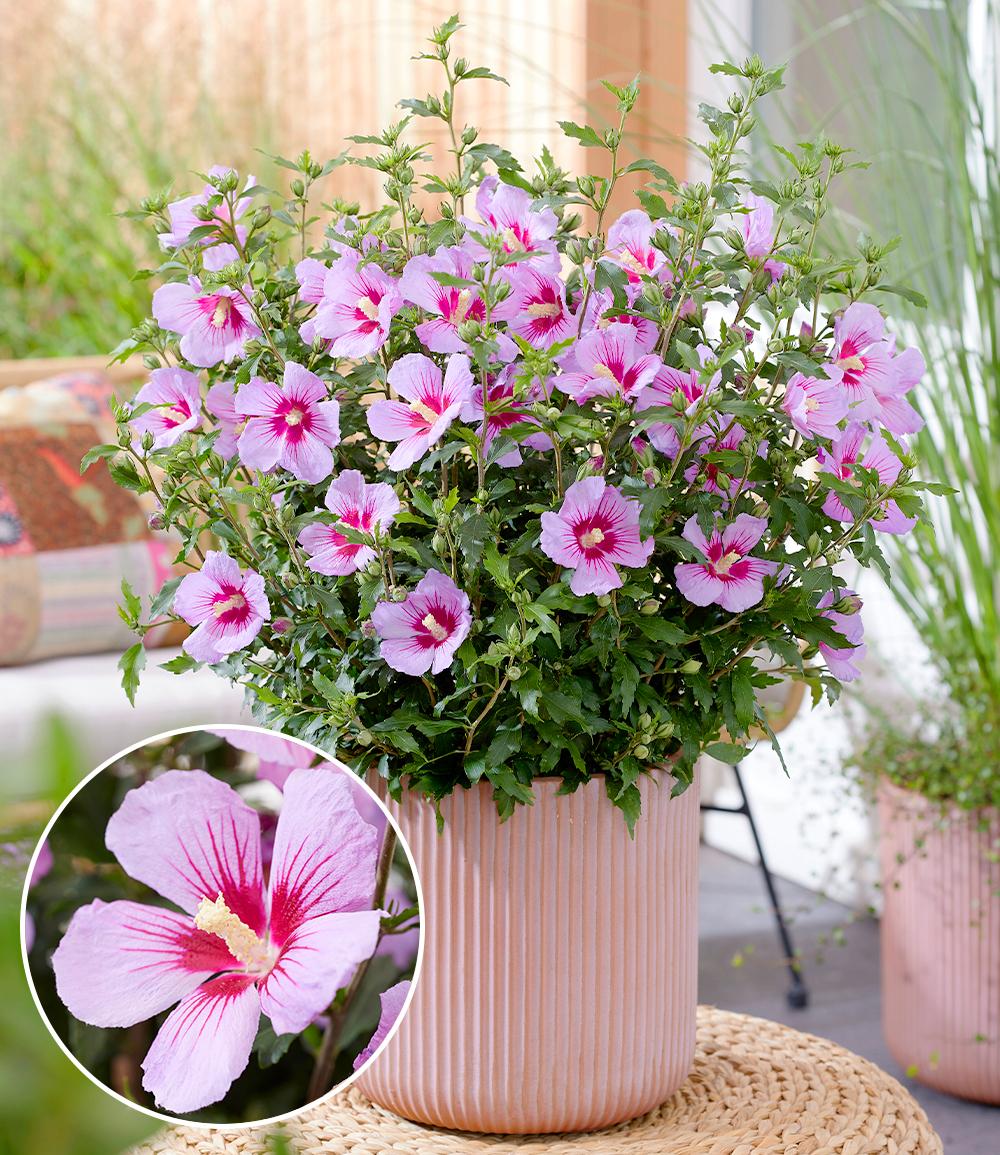 Baldur-Garten BALDUR Garten 1x Zwerg-Hibiskus 'Little Legends Pink®', Pflanze im 9x9 cm-Topf, extrem kompakter Wuchs, nur ca. 60 cm hoch, wochenlang massenhaft Blüten, hitze- und trockenheitstolerant, pflegeleicht