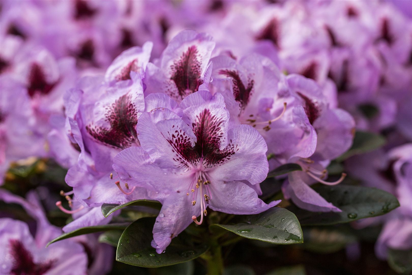 Pflanzen-für-dich.de Rhododendron Hybr. 'Metallica', Rhododendron, 30–40 cm