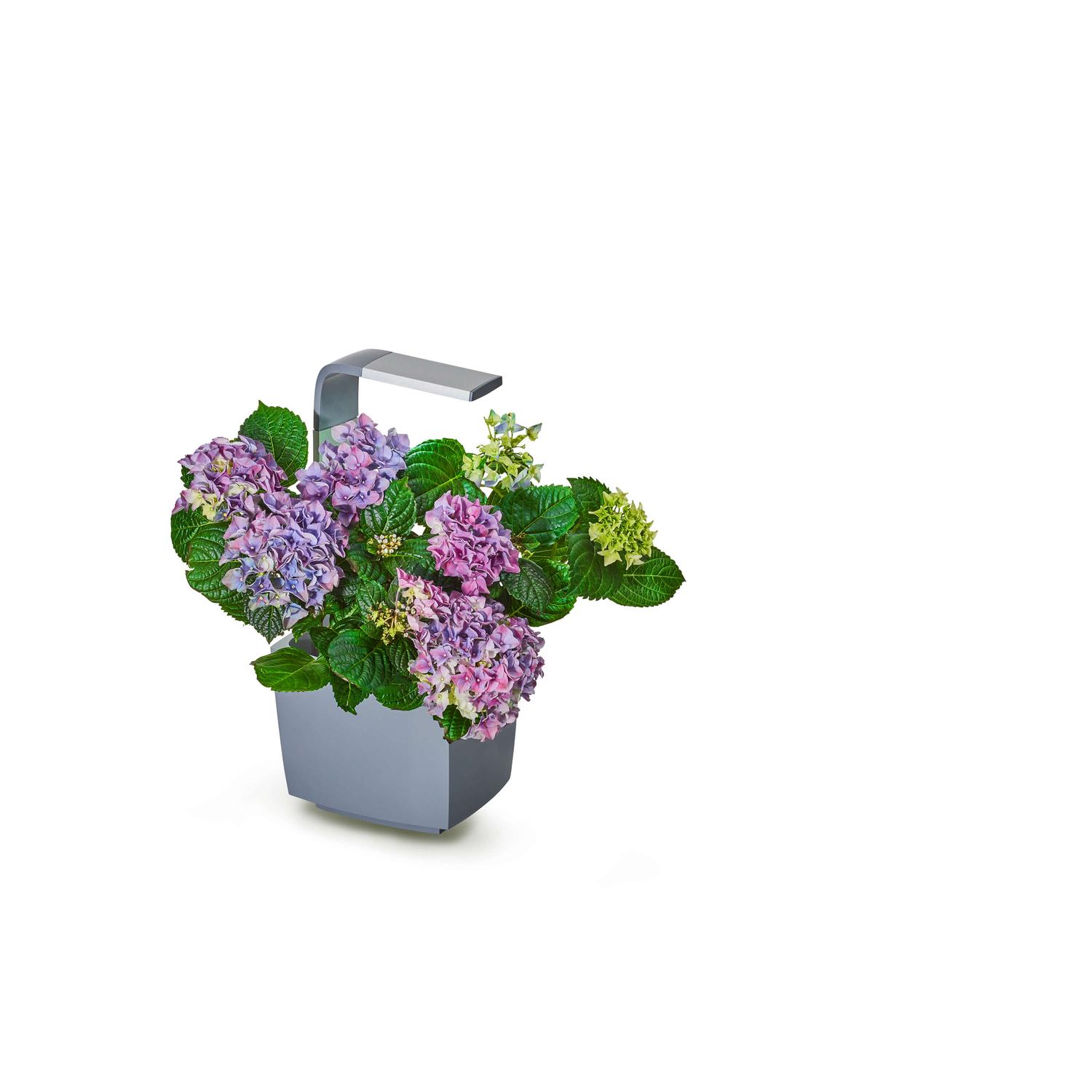 TREGREN Gemüsegarten T3 Grau 52794878