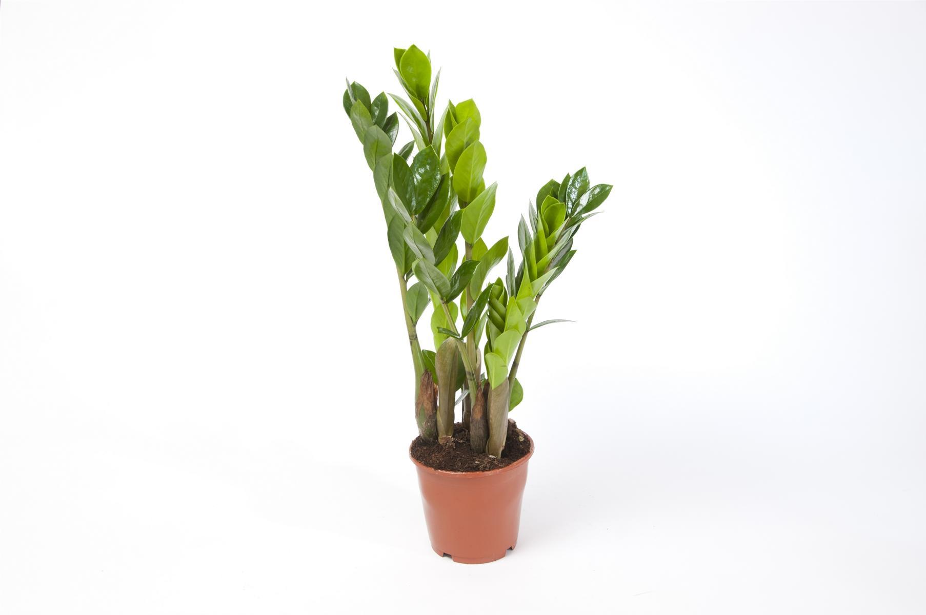 Blumen-Senf Zamioculcas Zamiifolia Zanzibar 40 cm 3+ Blätter Glücksfeder Zimmerpflanze