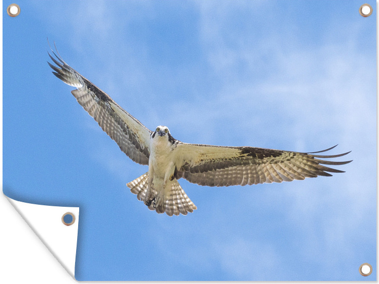 MuchoWow® 40x30 cm Outdoor-Poster Gartendeko Sichtschutz Garten Poster für den Garten Fischadler - Blau - Himmel 133|1313051