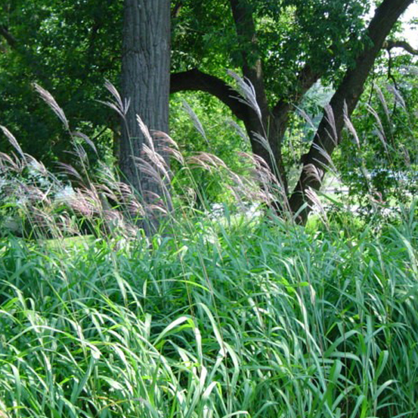 Arborix, grüner und billiger 6 x Silberfahnengras Sommerfeder - Miscanthus sacchariflorus | Topf 9cm x 9cm MISACCHA-113