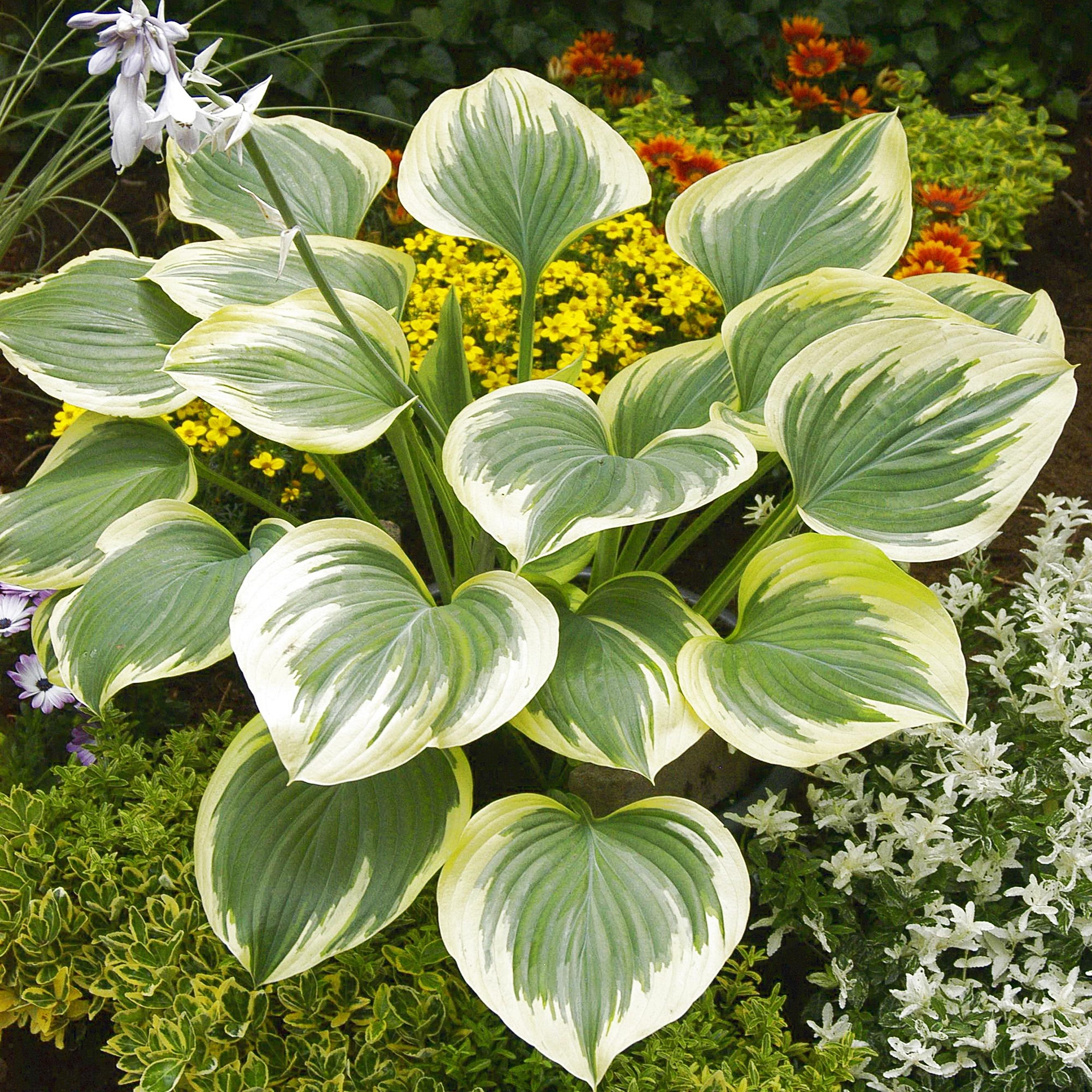 Benex Funkie Hosta Knolle Zierblätter Staude Funkie Band Of Gold 1 St.