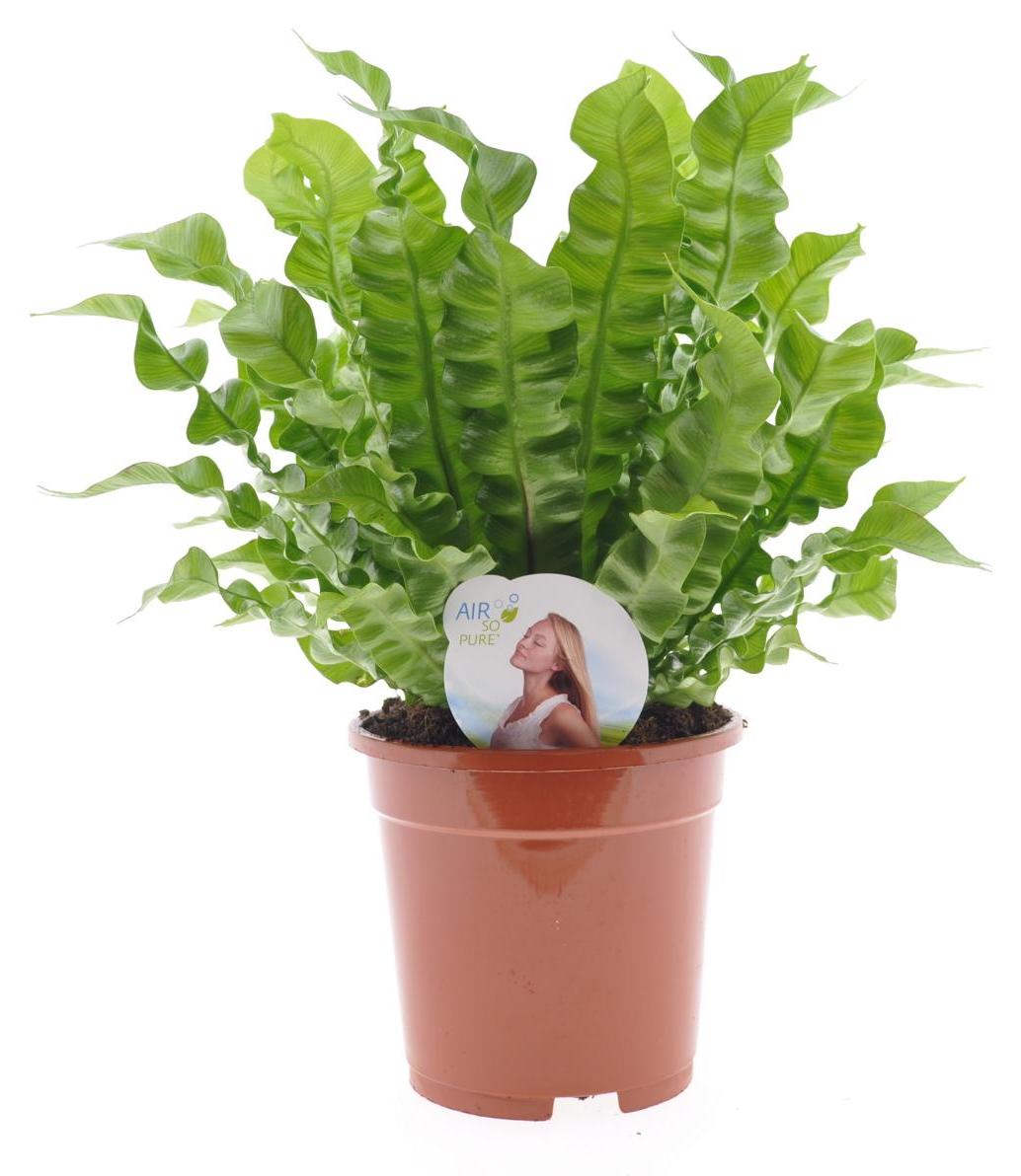 Blumen-Senf Asplenium nidus 'Crispy Wave' ca. 30 cm - Nestfarn - Luftreinigende Zimmerpflanze - Grünpflanze