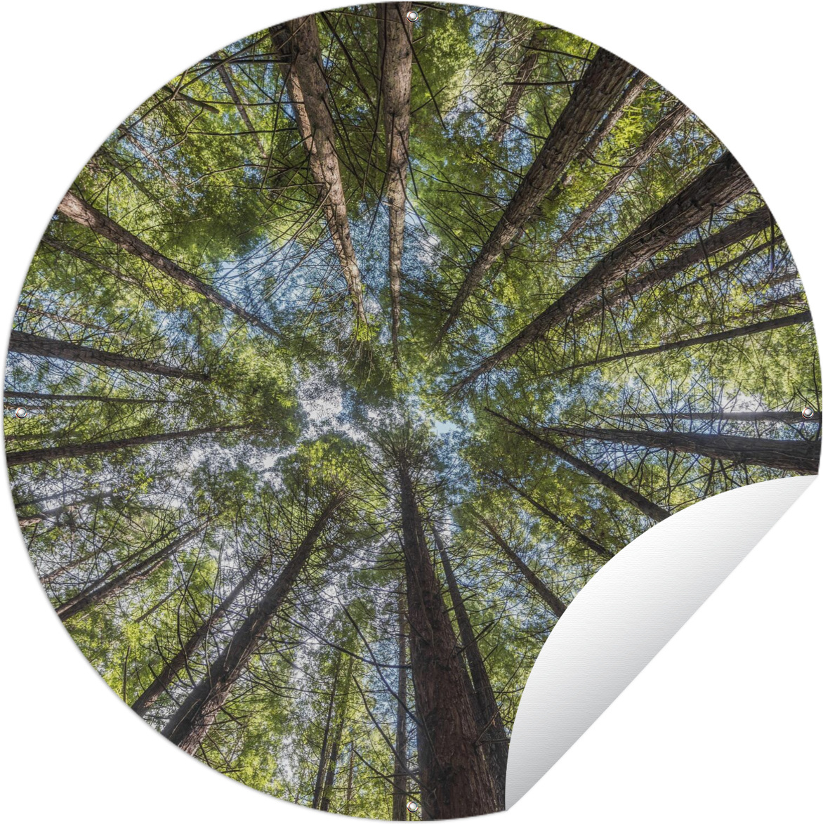 MuchoWow® Gartenposter Outdoor-Poster Rund Der Mammutbaumwald bei Whakarewarewa in Neuseeland Ø 120 cm Gartendeko Rundes Poster draußen 144|322463979