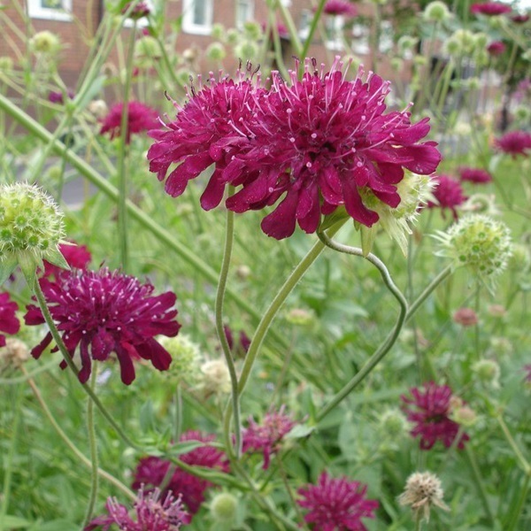 Arborix, grüner und billiger 6 x Mazedonische Witwenblume - Knautia macedonica | Topf 9cm x 9cm KNMACEDO-113
