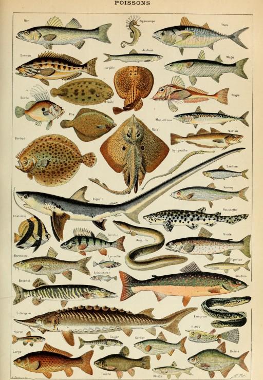 Grafika Illustration from the Larousse pour Tous: Fish, 19th Century - 1,000 pieces 33742