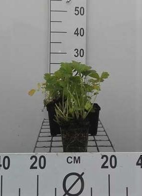 GRDplanten 6 x Geum rivale - Nelkenwurz - Topf 9 x 9 cm