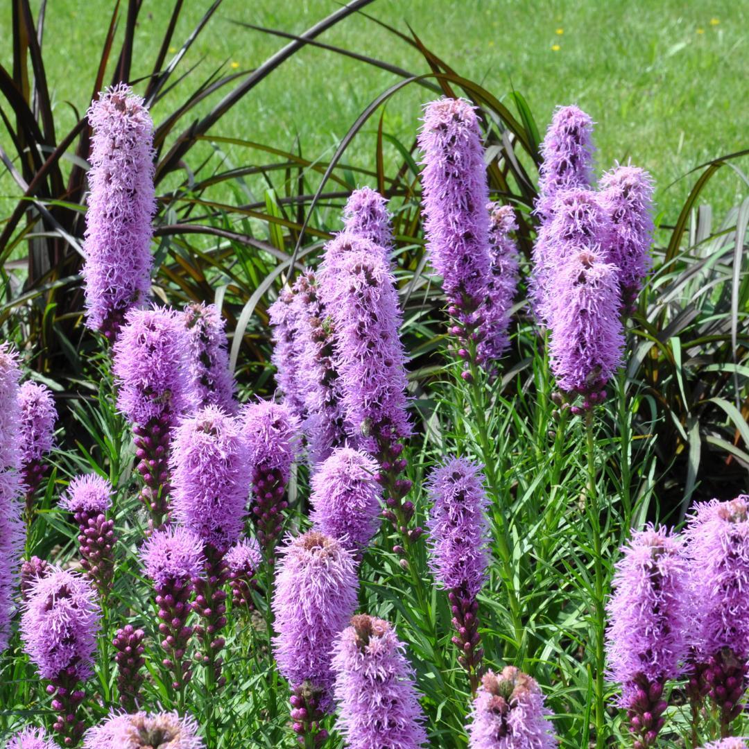 Oasis of Life Liatris spicata – 6 Pflanzen – Ø9cm – Höhe 10-25cm – Winterharte Staude – Violettrosa Blütenähren – Bienen- & Schmetterlingsfreundlich für Beet & Präriegarten