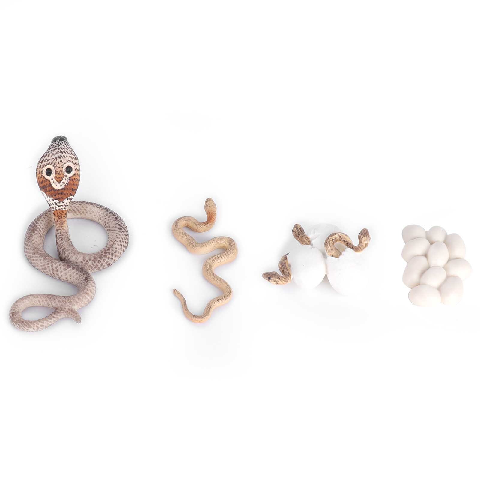 Cocosity Cobra Wachstum Zyklus,Schlange Wachstum Lebenszyklus,Miniatur Schlange Spielzeug,Kunststoff Tier Lebenszyklen,Tier Lebenszyklus Modell,Tier Wachstum Zyklus
