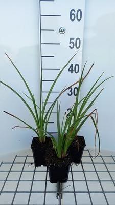GRDplanten 6 x Kniphofia hybr. 'Wrexham Buttercup' - Fackellilie - Topf 9 x 9 cm
