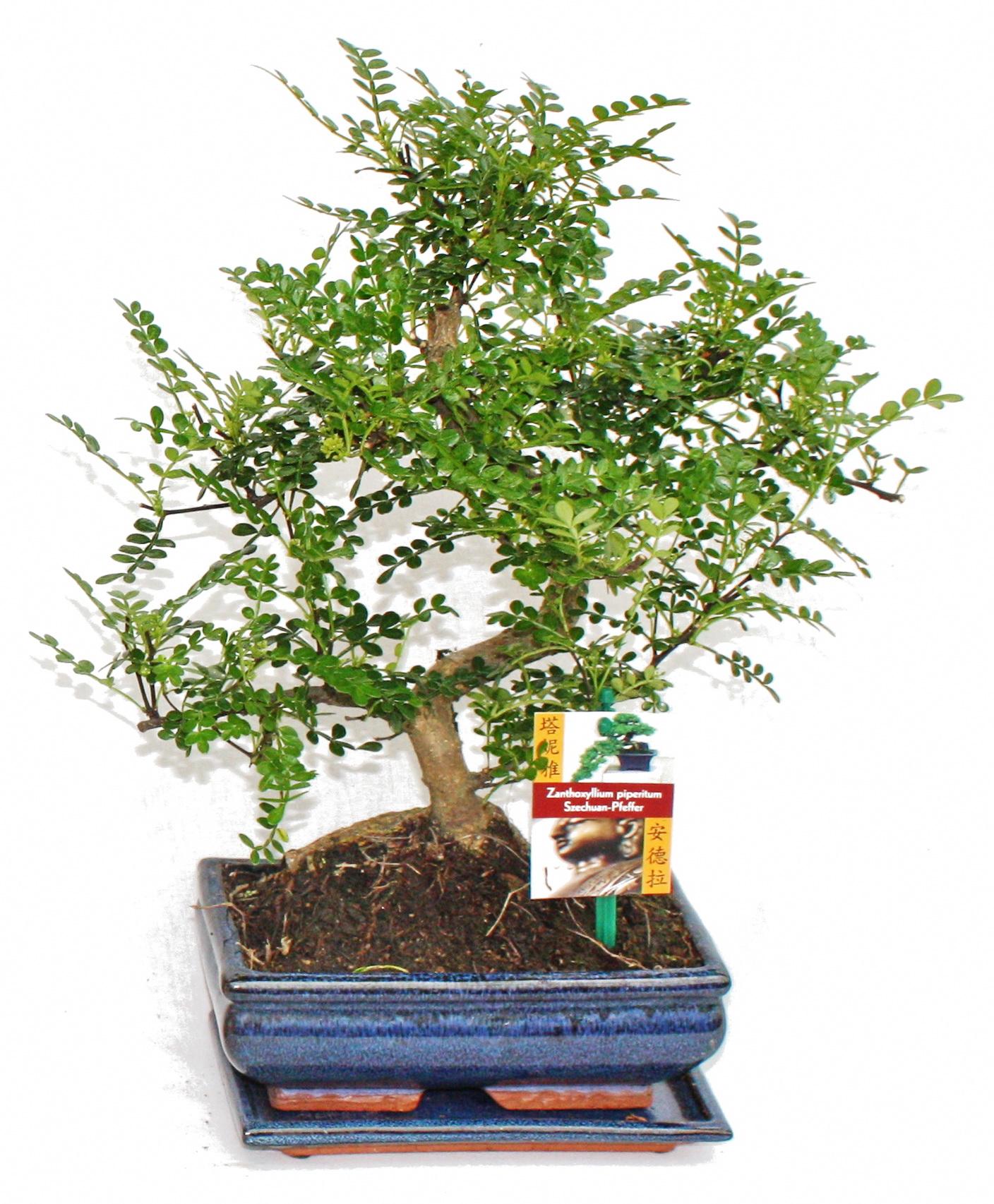 Exotenherz Szechuan-Bonsai-Pfeffer – Zanthoxylum piperitum – ca. 8 Jahre alt 1712201219