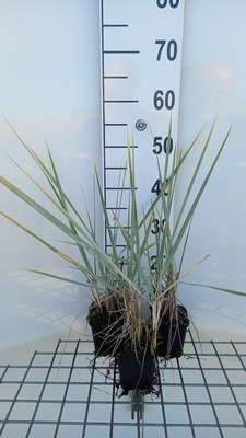 GRDplanten 6 x Leymus arenarius 'Blue dune' ( glaucus) - Rasen-Schmiele - Topf 9 x 9 cm