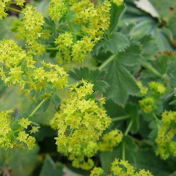 Arborix, grüner und billiger 6 x Großblättriger Frauenmantel - Alchemilla mollis | Topf 9cm x 9cm ALMOLLIS-113