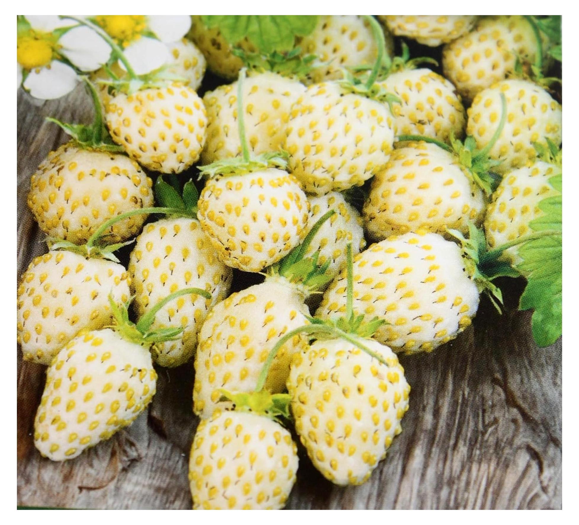 Markenlos 250 Samen Erdbeeren White Soul Weiße Monatserdbeere