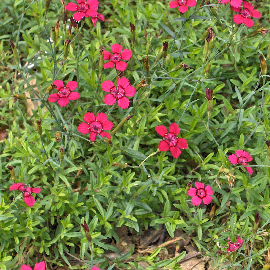Arborix, grüner und billiger 6 x Heidennelke 'Splendens' - Dianthus deltoides 'Splendens' | Topf 9cm x 9cm DIDSPLEN-113