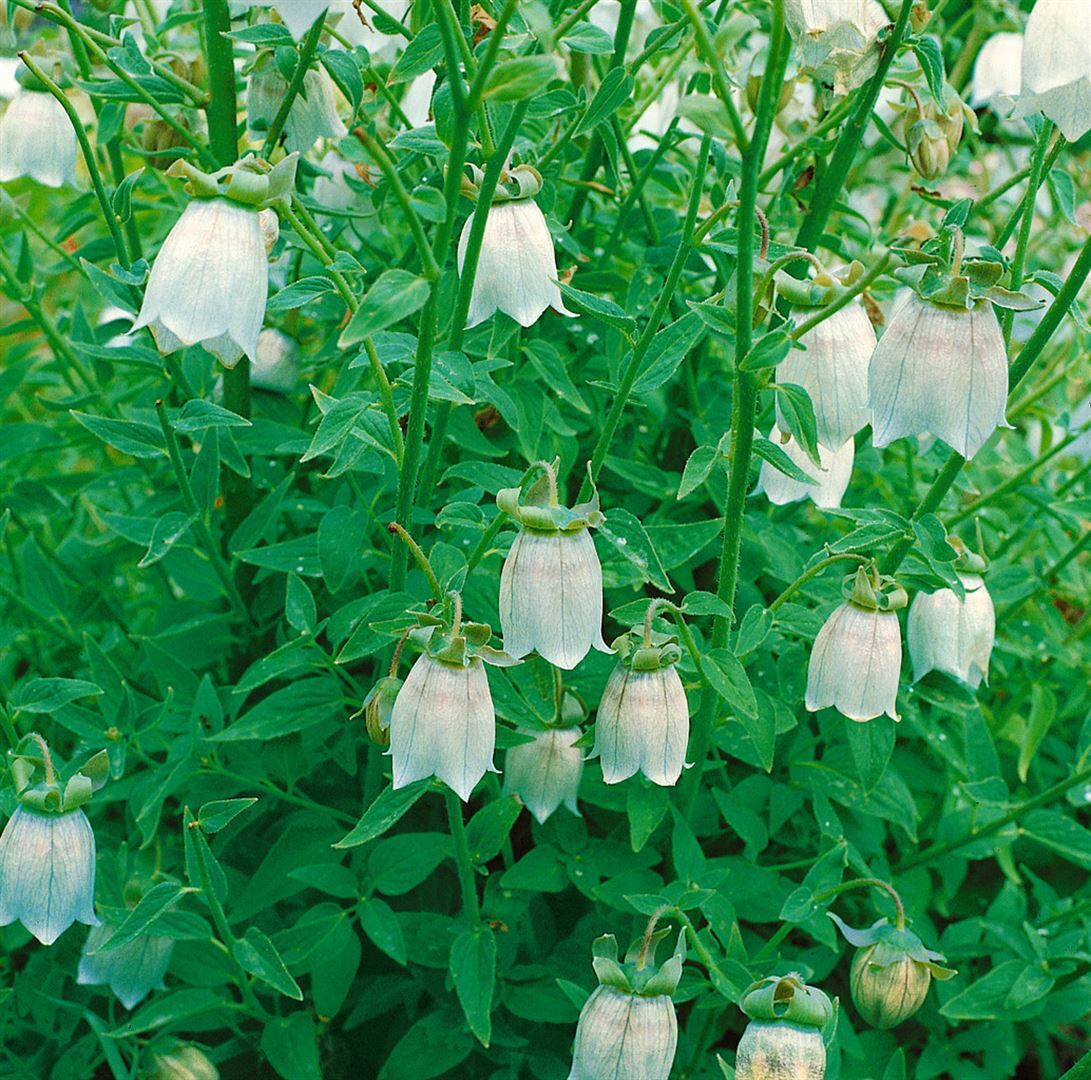 Pflanzen-für-dich.de Codonopsis clematidea, Glockenwinde, blau, ca. 9x9 cm Topf SANA001107