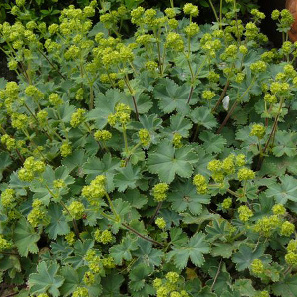 Arborix, grüner und billiger 6 x Zwerg Frauenmantel - Alchemilla erythropoda | Topf 9cm x 9cm ALERYTHR-113