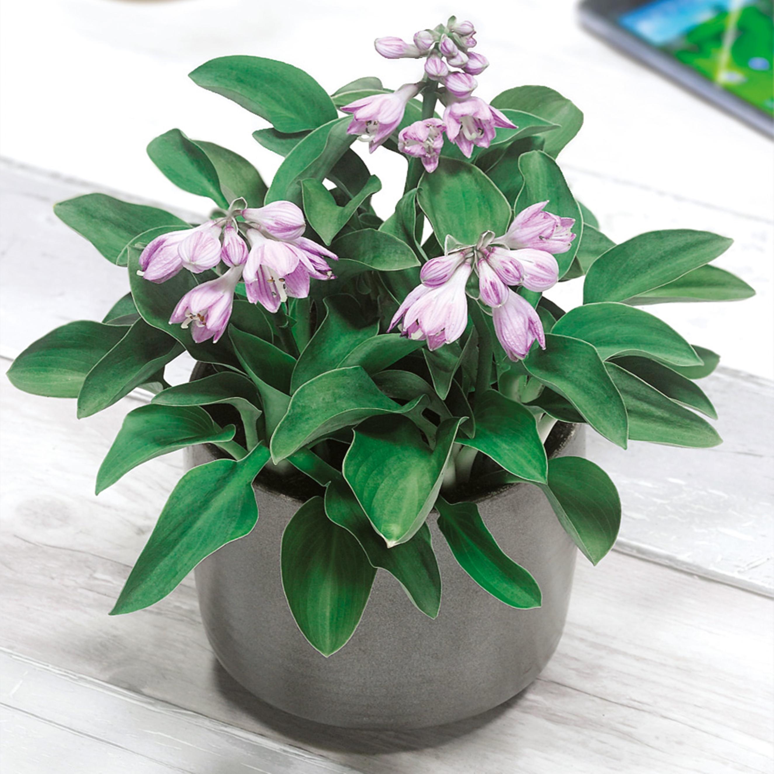 Benex Funkie Hosta Knolle Zierblätter Blumen Funkie Blue Mouse Ears 1 St.