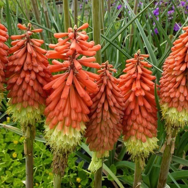 Arborix, grüner und billiger 6 x Vuurpijl - Kniphofia uvaria 'Royal Castle' | Topf 9cm x 9cm KNUVARIA-113