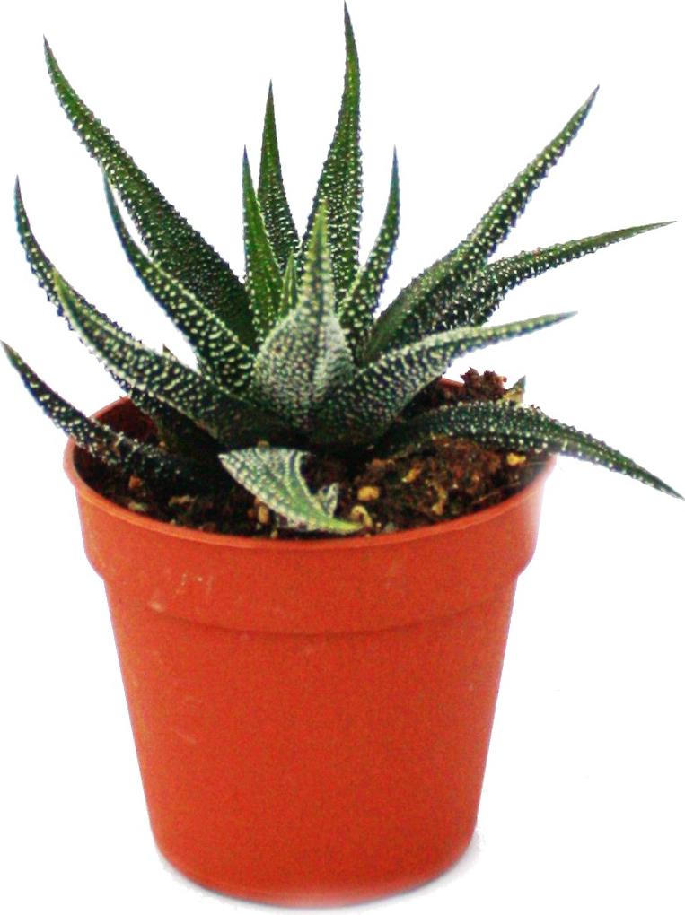 Exotenherz Haworthia attenuata - kleine Pflanze im 5,5cm Topf 17122012263