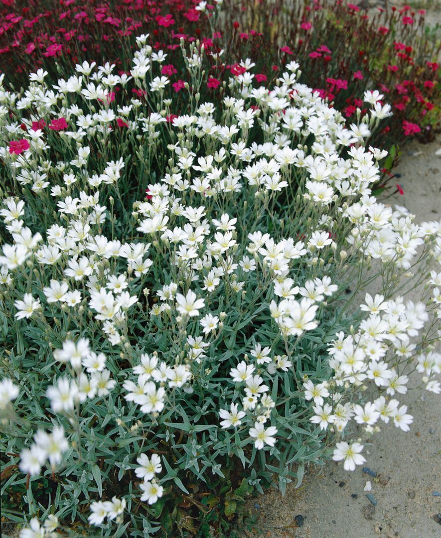 Pflanzen-für-dich.de Cerastium biebersteinii, Silberteppich, silbrig-grau, ca. 9x9 cm Topf