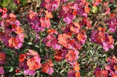 GRDplanten 6 x Erysimum hybr. 'Red Jep' - Mauerkraut - Topf 9 x 9 cm