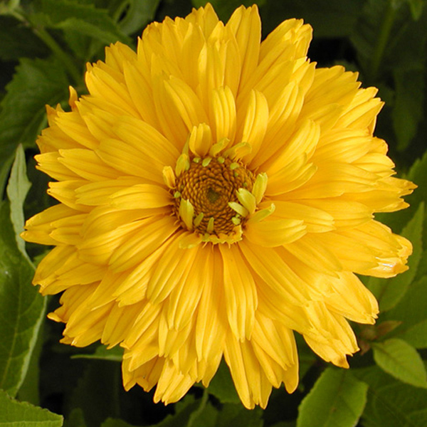 Arborix, grüner und billiger 6 x Sonnenauge - Heliopsis helianthoides 'Goldgefieder' | Topf 9cm x 9cm HEHGOLDG-113