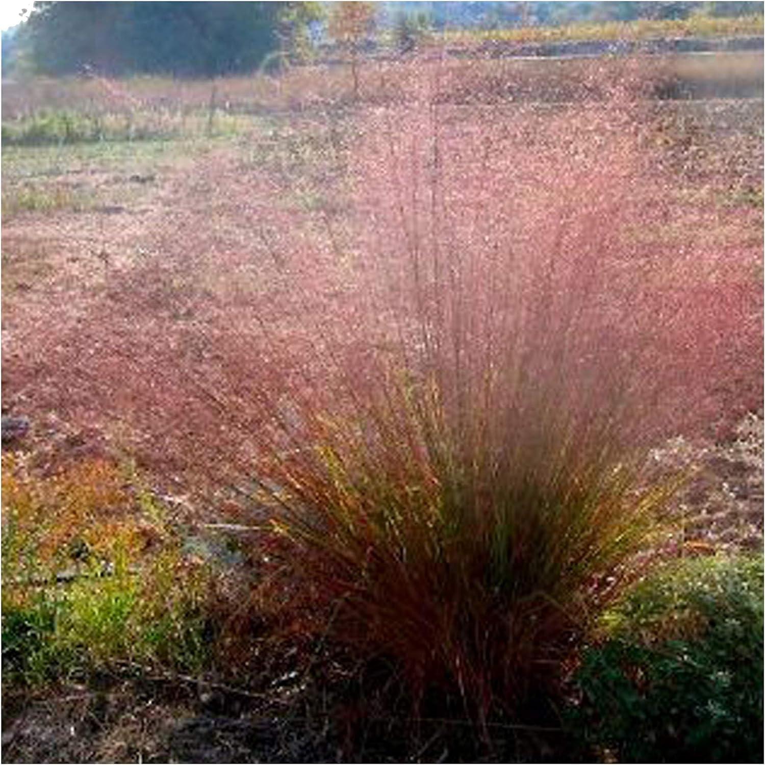 Stauden Gänge 1 x Eragrostis trichodes im 1 Liter Topf - Rotes Bogen Liebesgras - ein absoluter Hingucker