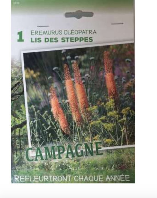 Brandless 5 x Eremurus isab. 'Cleopatra' - Riesensteppenkerze - Knolle/Rhizom