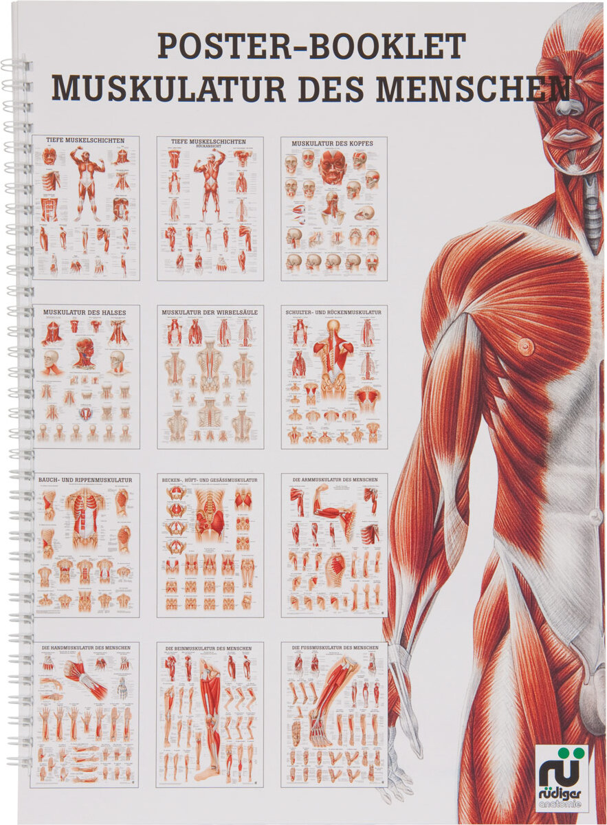 Sport-Tec Muskulatur des Menschen Mini-Poster Booklet Anatomie 34x24 cm, 12 Poster 25491