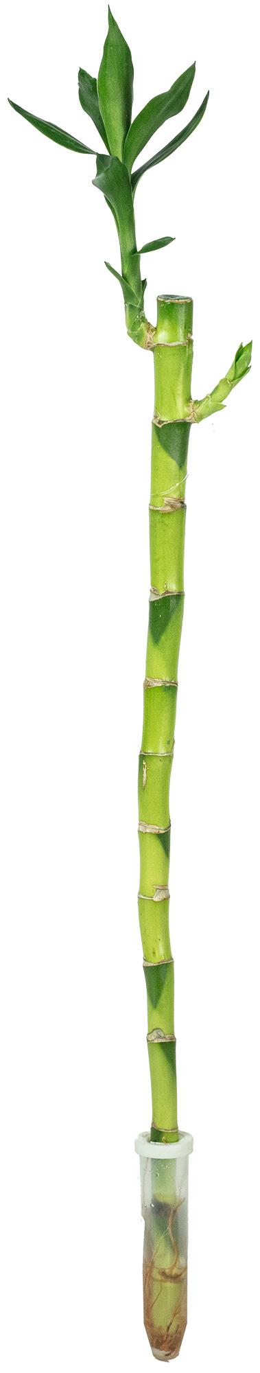 bambus asian Bambus Fargesia scabrida Asian Wonder, nicht ausbreitender immergrüner main image 0