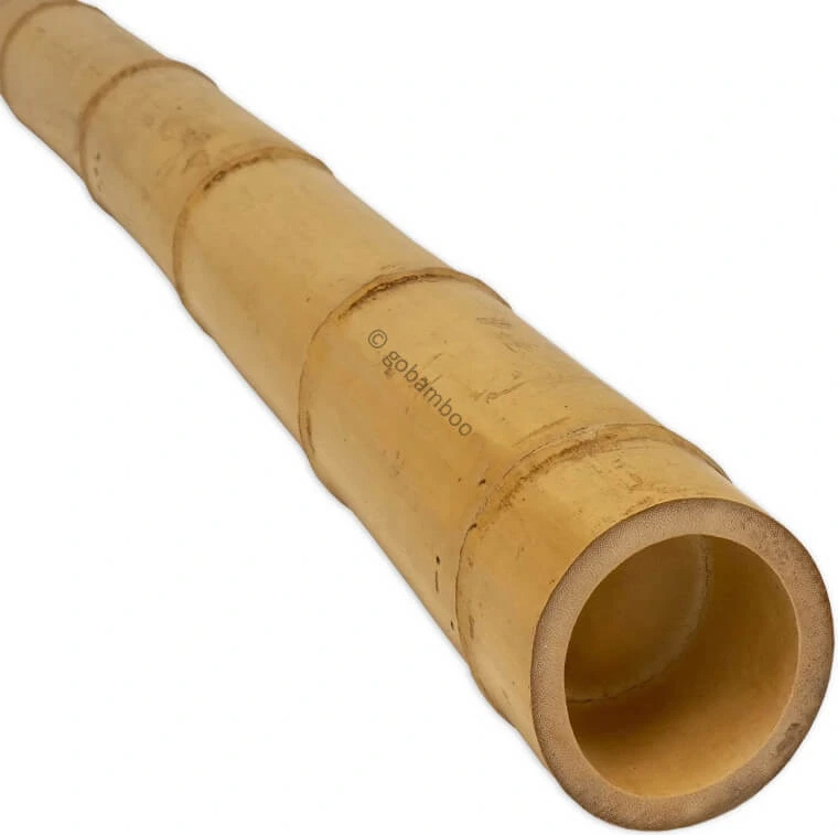 gobamboo s.r.o. Bambusstange Moso Ø 5-6 cm x 200 cm Phyllostachys edulis