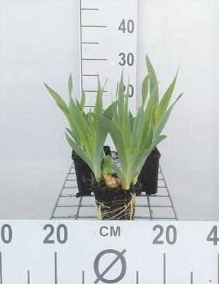 GRDplanten 6 x Iris (pum.) 'Blue denim' - Schwertlilie - Topf 9 x 9 cm