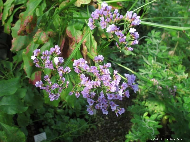 Fechner Pflanzen 6 x Strandflieder , Steppenschleier , Statice , Tb 9