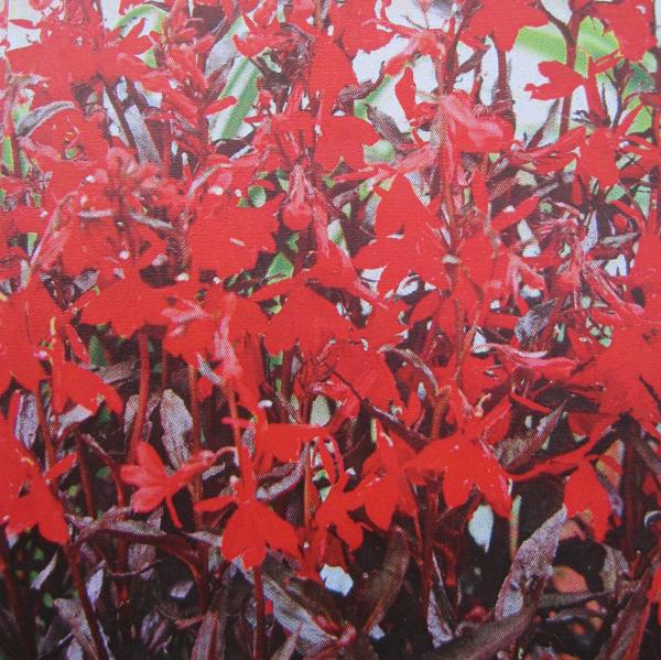 Baumschule Stauden Lobelie Queen Victoria - Lobelia fulgens Queen Victoria