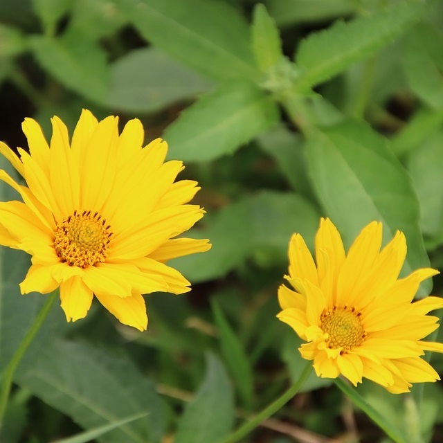 Arborix, grüner und billiger 6 x Coreopsis hybr. - Coreopsis hybrida 'Creme Brullee' | Topf 9cm x 9cm VPL-COCBRULL_124