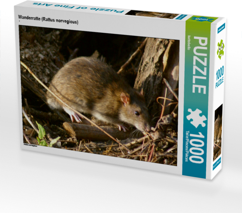 Calvendo Wanderratte (Rattus norvegicus) 1000 Teile Puzzle quer 640x480mm, CALVENDO; 7304420