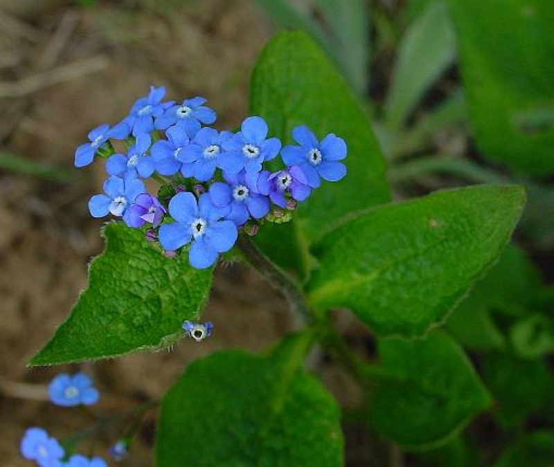 Fechner Pflanzen 6 x Kaukasus-Vergißmeinicht - blau - Halbschatten - Tb 9