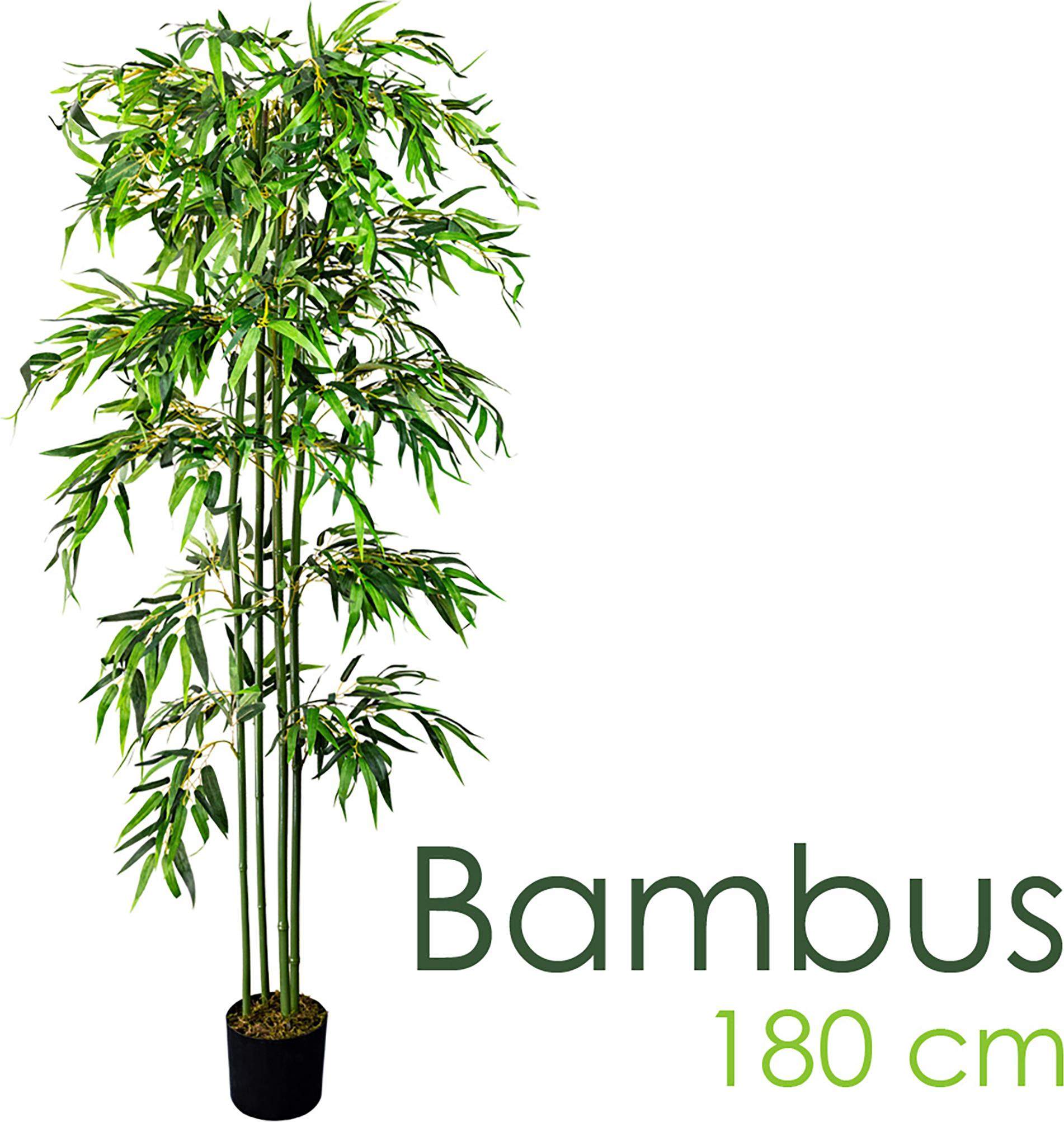 bambus kaufen frankfurt 10x Bambus | 220cm | Online kaufen main image 1