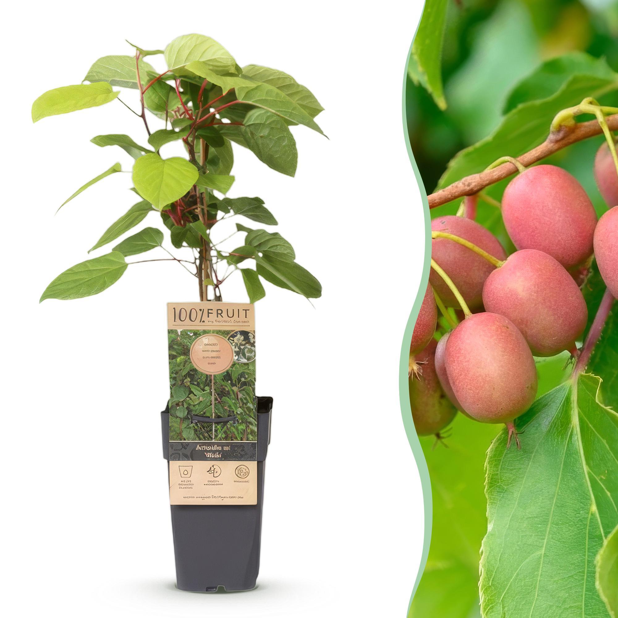 Green boutiQ - Fruchtpflanze - Actinidia arguta Weiki - Kiwi-Pflanze - Männlich - Rote - Lila Früchte - 1 Pflanze - Topf 15cm - Höhe 50cm 59026