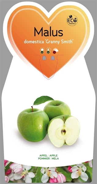 Blumen-Senf Malus domestica ‘Granny Smith’ – Winterapfel Hochstamm 170–200 cm, Stamm 80–100 cm, Apfelbaum winterhart