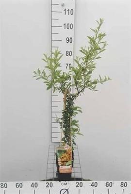 GRDplanten Pyracantha hybr. 'Soleil d'or' - Feuerdorn ‘Soleil d’Or’ 50-60 cm | Topf