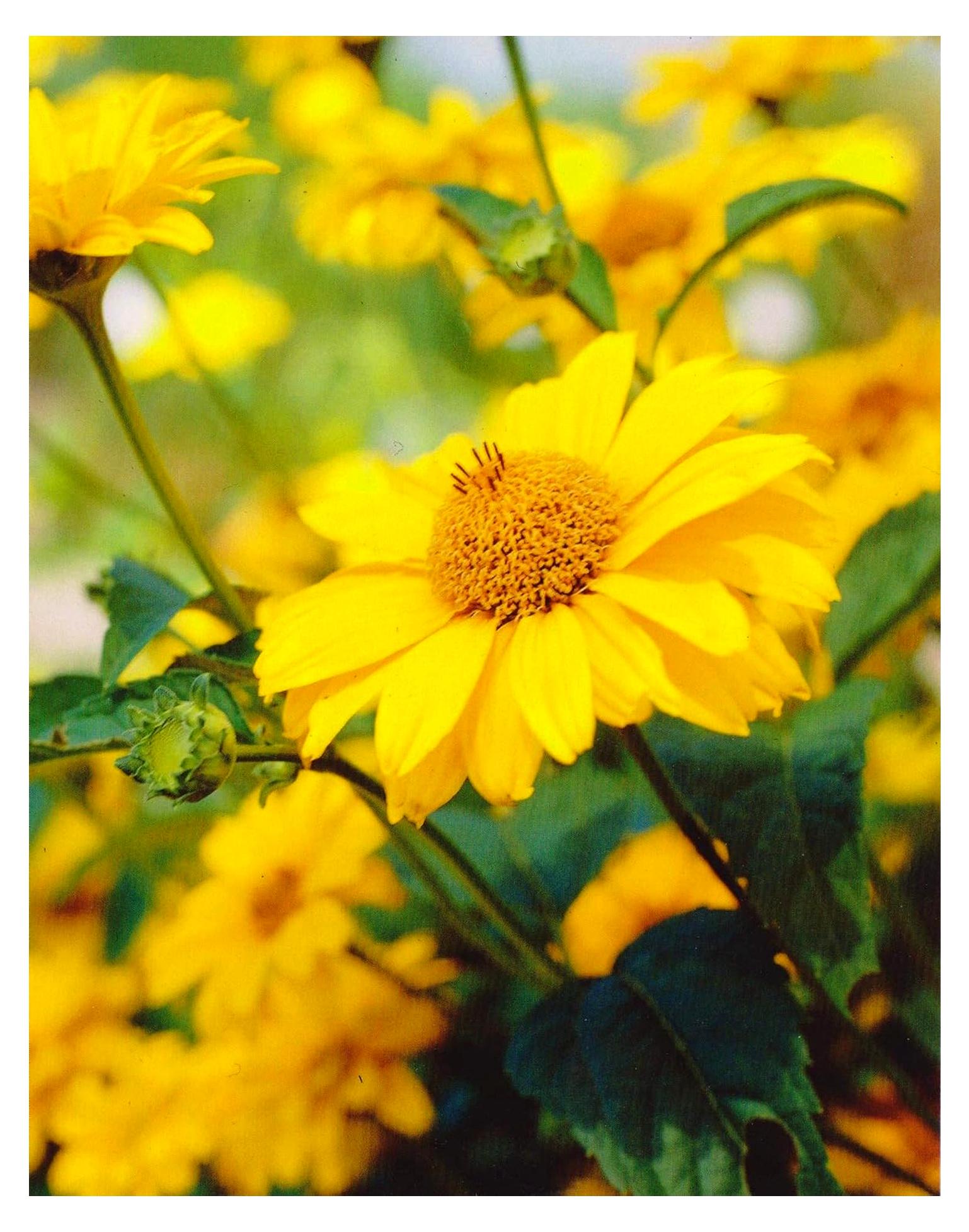 Markenlos Sonnenauge Heliopsis scabra "1 Wurzelstück" winterhart