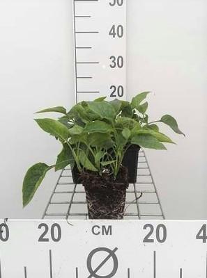 GRDplanten 6 x Symphytum grandiflorum - Beinwell - Topf 9 x 9 cm